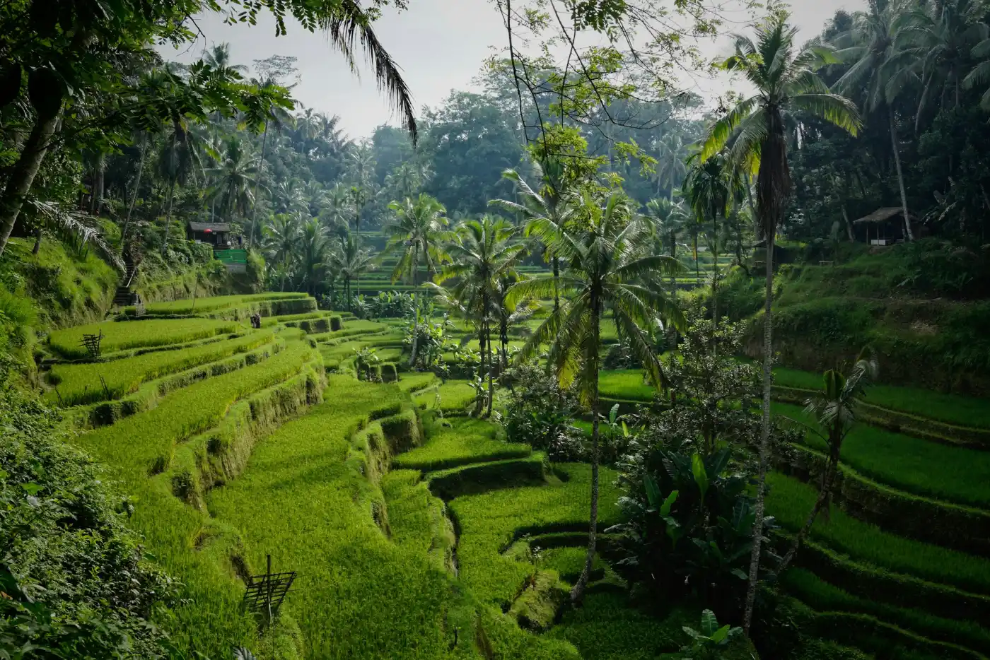 Ubud Rice Terraces