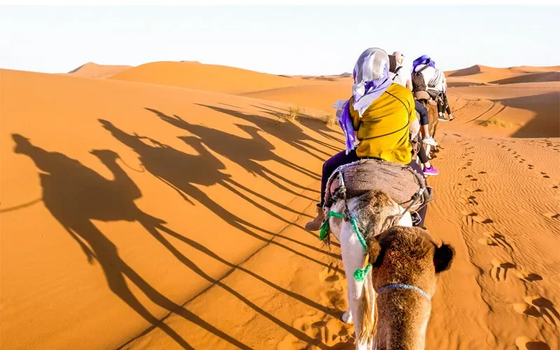 Karavana deva u egipatskoj pustinji s dugačkim sjenama na pijesku