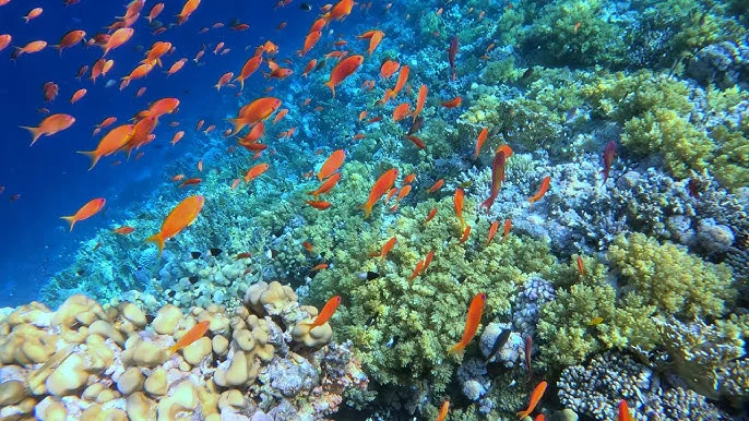 Koraljni greben oko otoka Tiran s jatom narančastih riba u kristalno čistom moru